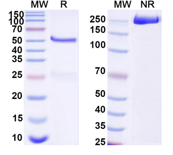 FLT1 Monoclonal Mouse Monoclonal Antibody