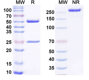 FLT1 Monoclonal Mouse Monoclonal Antibody