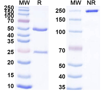FLT1 Monoclonal Mouse Monoclonal Antibody