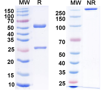IGFBP1 Monoclonal Mouse Monoclonal Antibody
