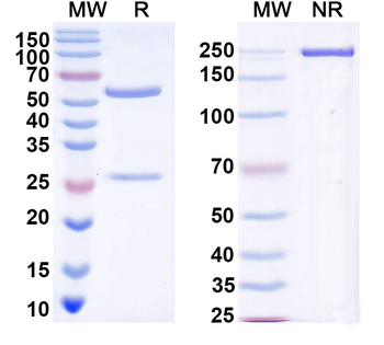 ASTL/Ovastacin Monoclonal Mouse Monoclonal Antibody
