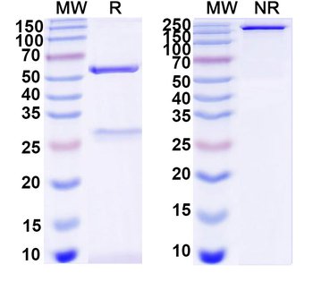 CD340/ERBB2 Monoclonal Mouse Monoclonal Antibody
