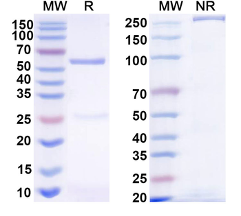 CD274/PD-L1/B7-H1 Monoclonal Mouse Monoclonal Antibody