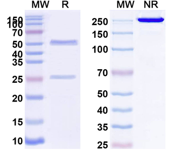 CD274/PD-L1/B7-H1 Monoclonal Mouse Monoclonal Antibody