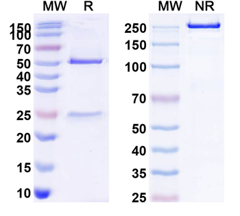 IL1RL1/ST2 Mouse Monoclonal Antibody
