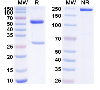 IL1RL1/ST2 Mouse Monoclonal Antibody