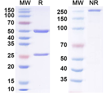 NEU1/Sialidase-1 Mouse Monoclonal Antibody