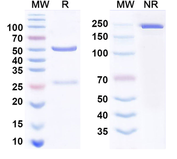 CSFV NS5A Mouse Monoclonal Antibody