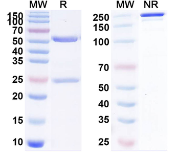 IgA Monoclonal Mouse Monoclonal Antibody