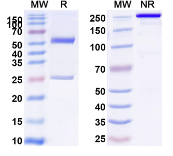 IgM Monoclonal Mouse Monoclonal Antibody