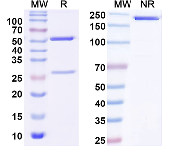 FITC/Fluorescein Isothiocyanate Mouse Monoclonal Antibody (FITC)