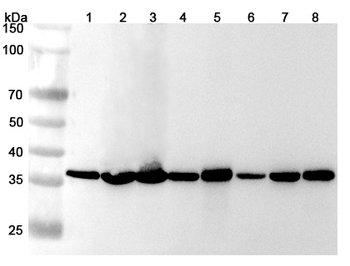 GAPDH Rabbit Polyclonal Antibody