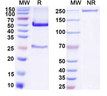FITC/Fluorescein Isothiocyanate Mouse Monoclonal Antibody (FITC)