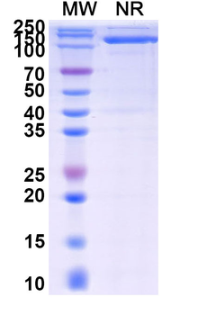 IgG1 Fc Human Monoclonal Antibody