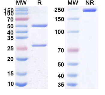 Helicobacter pylori babA Human Monoclonal Antibody