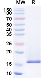 JUNV Nucleoprotein Camelus Monoclonal Antibody
