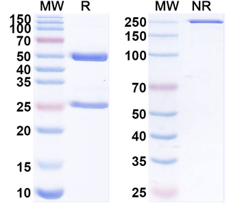 Titin/Connectin Human Monoclonal Antibody