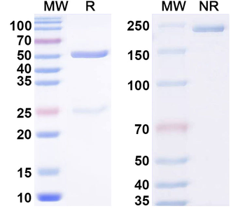 Norovirus/Norwalk virus Capsid protein/VP1 Broadly neutralizing Human Monoclonal Antibody