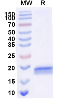 RNase A/RNASE1 Camelus Monoclonal Antibody
