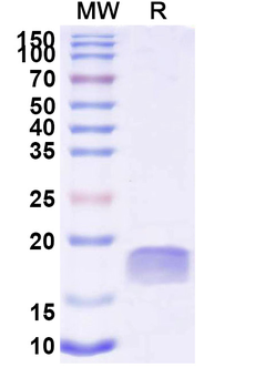 Pseudomonas aeruginosa xcpQ Camelus Monoclonal Antibody