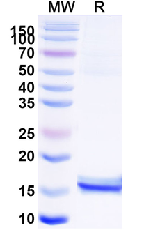 CEP164 Camelus Monoclonal Antibody