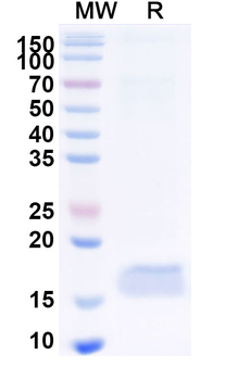 CEP164 Camelus Monoclonal Antibody