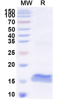MERS-CoV RBD Camelus Monoclonal Antibody