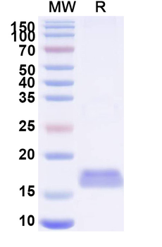 MERS-CoV RBD Monoclonal Antibody