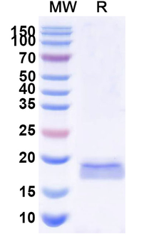 Monkeypox virus/MPXV M1R Camelus Monoclonal Antibody