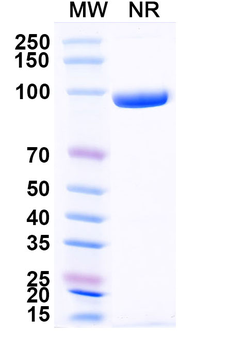 CD3E Nanobody Human Monoclonal Antibody