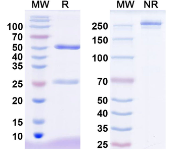 DST/Dystonin Human Monoclonal Antibody