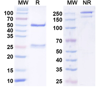 PD1 Rat Monoclonal Antibody