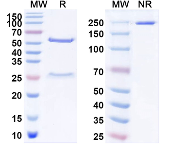 Lagovirus Capsid protein VP60 Mouse Monoclonal Antibody