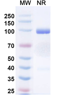 Norovirus/Norwalk virus Capsid protein/VP1 Human Monoclonal Antibody