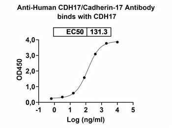 CDH17/Cadherin-17 Human Monoclonal Antibody