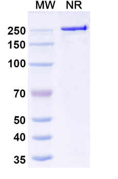 polyglutaminepolyQ Mouse Monoclonal Antibody