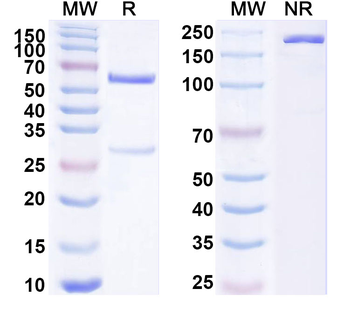 ZNF408 IP Mouse Monoclonal Antibody