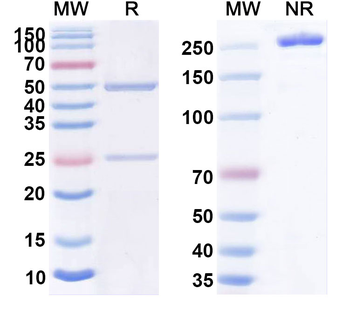 TDRD3 IP Mouse Monoclonal Antibody