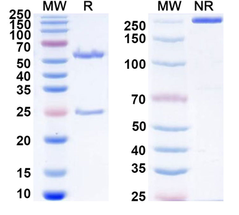 TAF1 IP Mouse Monoclonal Antibody