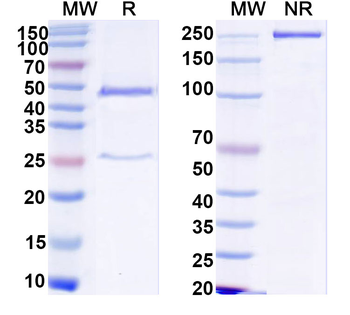 SFMBT1 IP Mouse Monoclonal Antibody