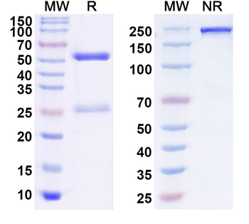 SCMH1 IP Mouse Monoclonal Antibody