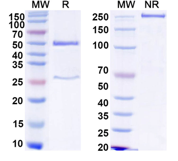 DOT1L IP Mouse Monoclonal Antibody