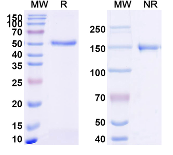 CD229/LY9 Rabbit Monoclonal Antibody