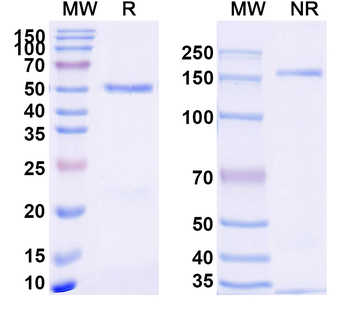 CD229/LY9 Rabbit Monoclonal Antibody