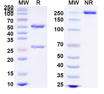 CXCL4/PF4 Mouse Monoclonal Antibody