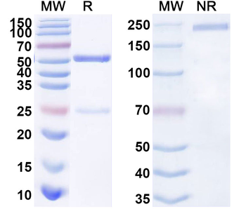 IDH1-R132L-specific Mouse Monoclonal Antibody