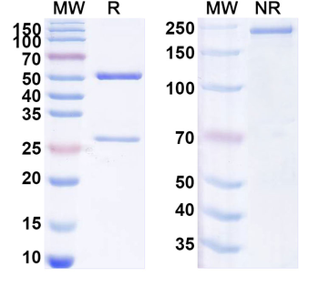 LOXL2 Mouse Monoclonal Antibody