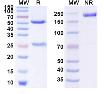 hMPV Pre-F Human Monoclonal Antibody