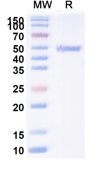 ATP7B Mouse Monoclonal Antibody