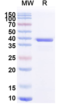ATP7B Mouse Monoclonal Antibody